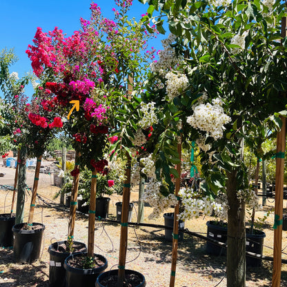 Crape Myrtle - Twilight Crape Myrtle Tree