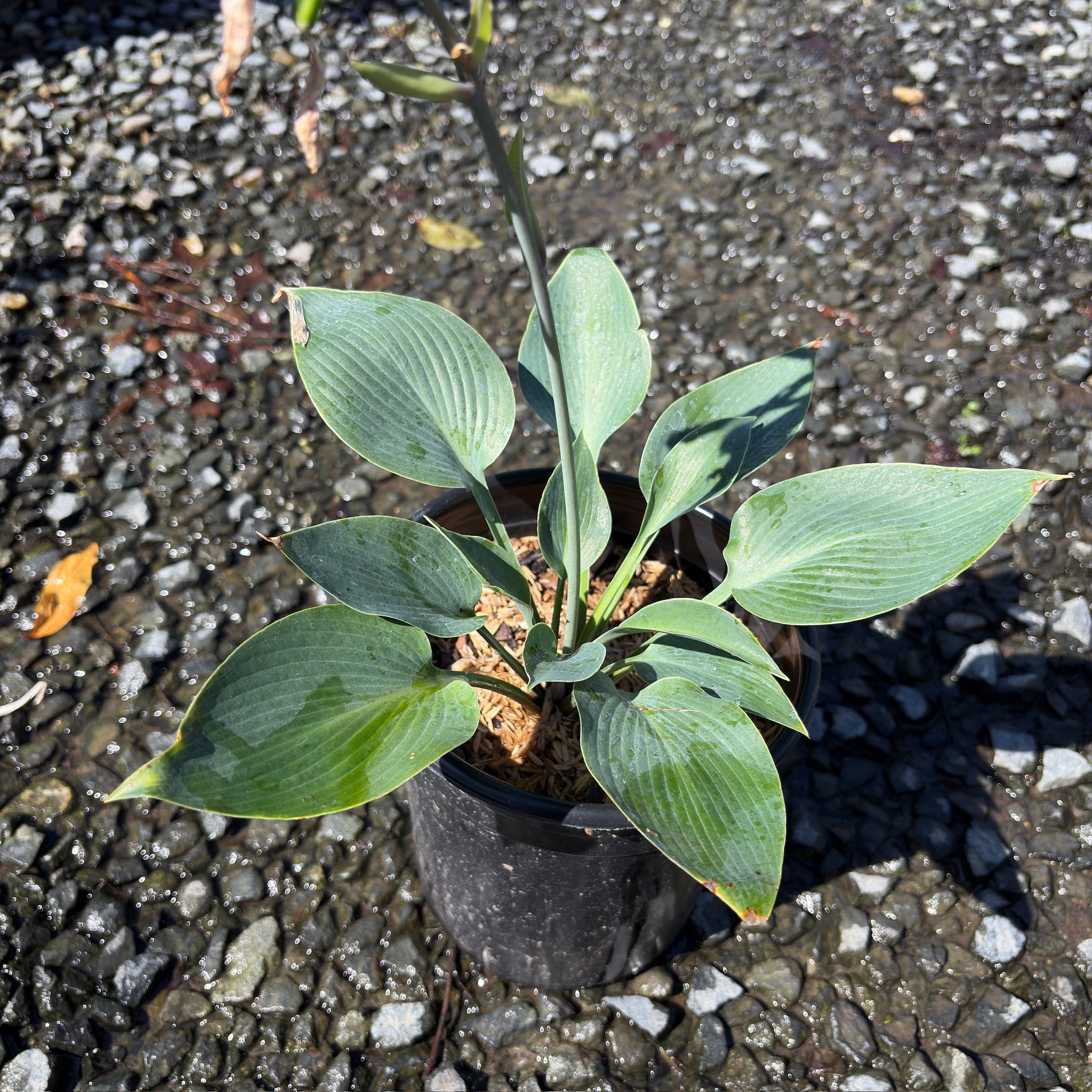 Halcyon  Plantam Lily