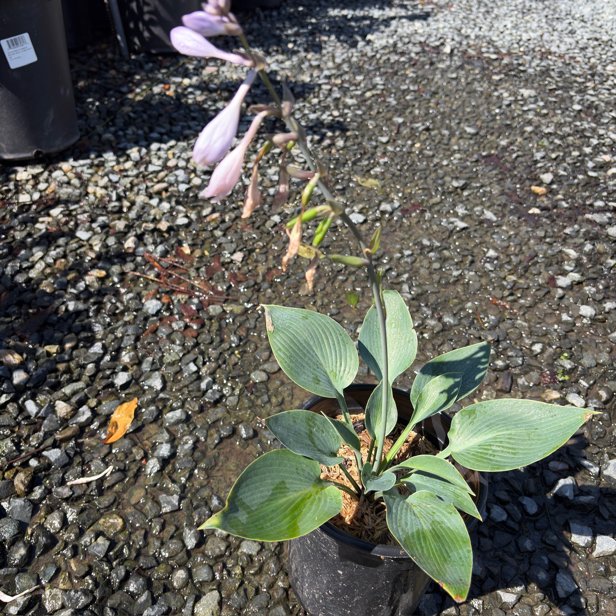 Halcyon  Plantam Lily