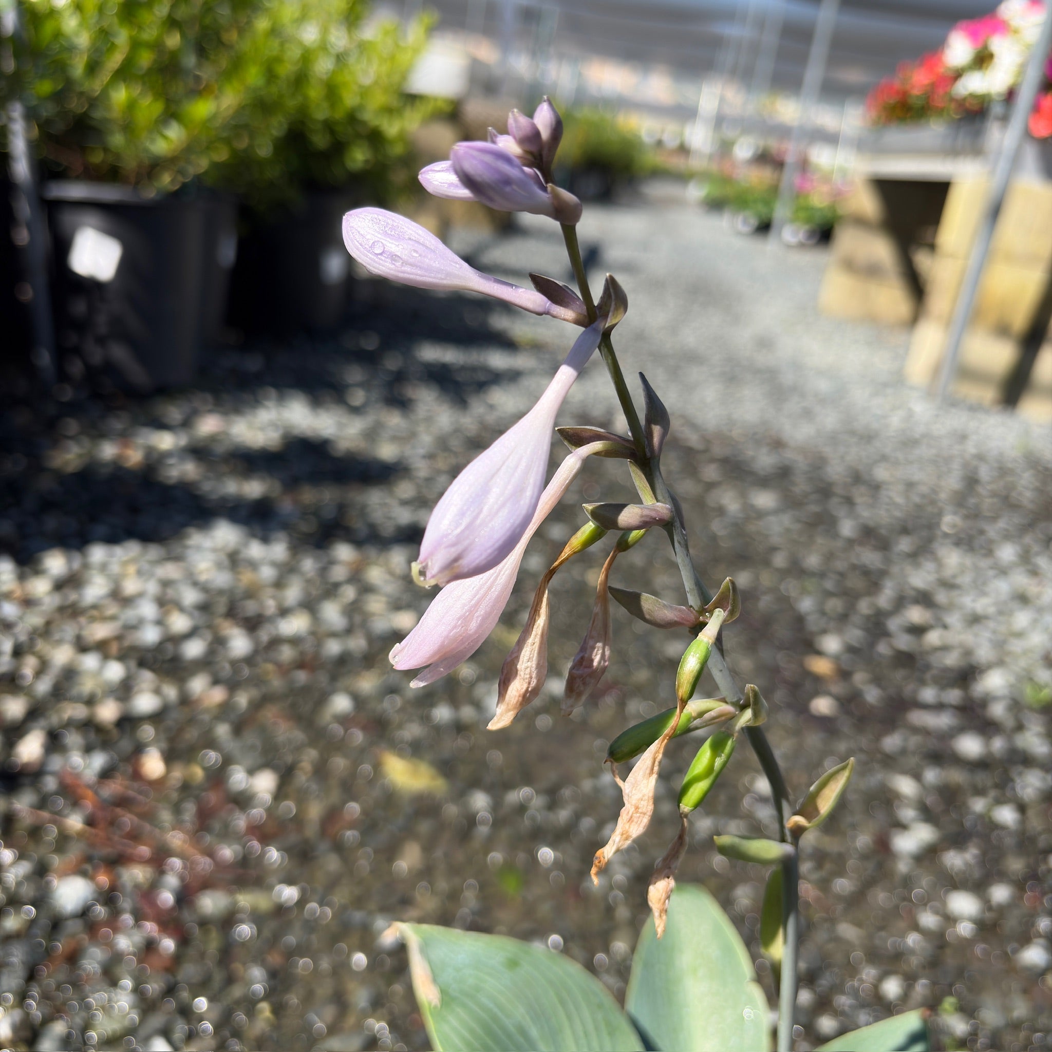 Halcyon  Plantam Lily