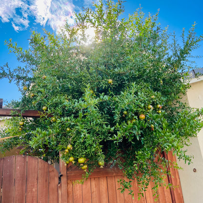 Soft Seed Pomegranate Tree-Sweet