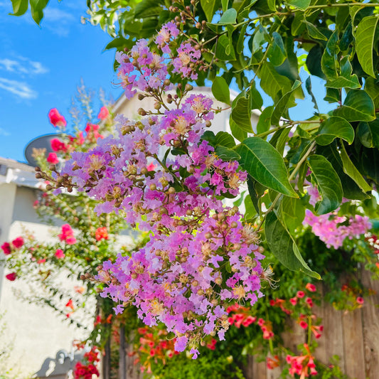 Crape Myrtle - Lavender Flowering Crape Myrtle Tree