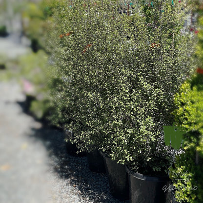 Pittosporum argentatum