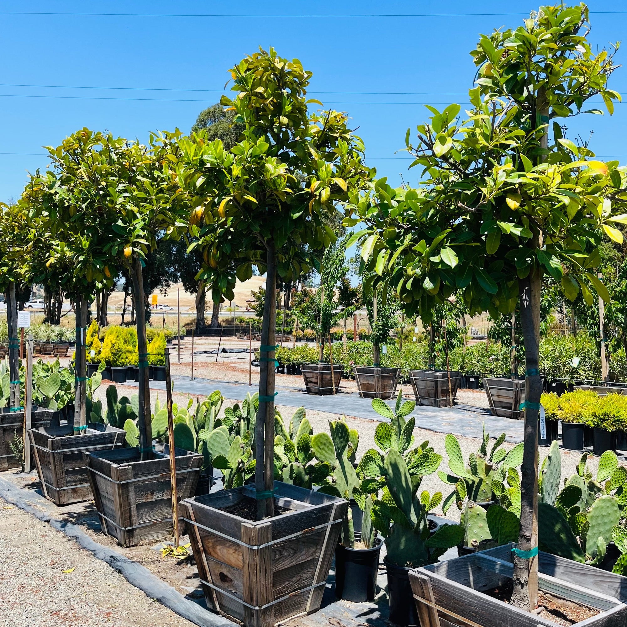 English Laurel