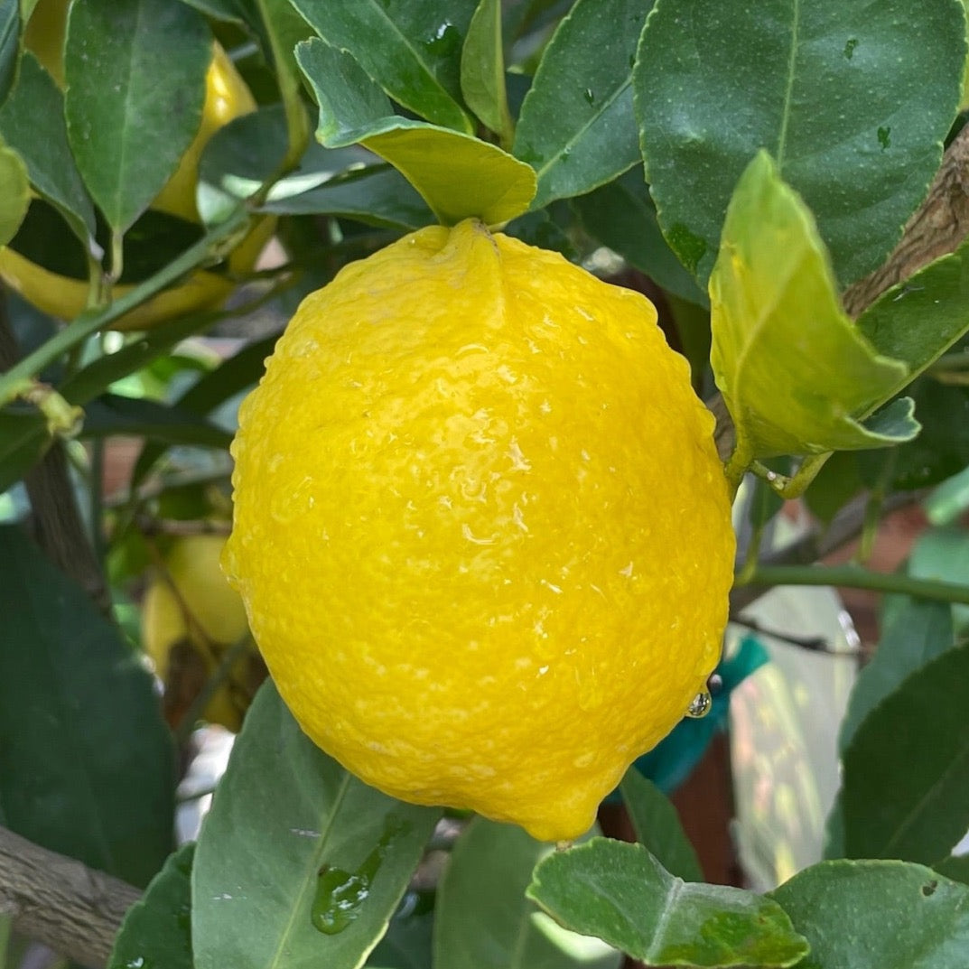 Tahitian Lime