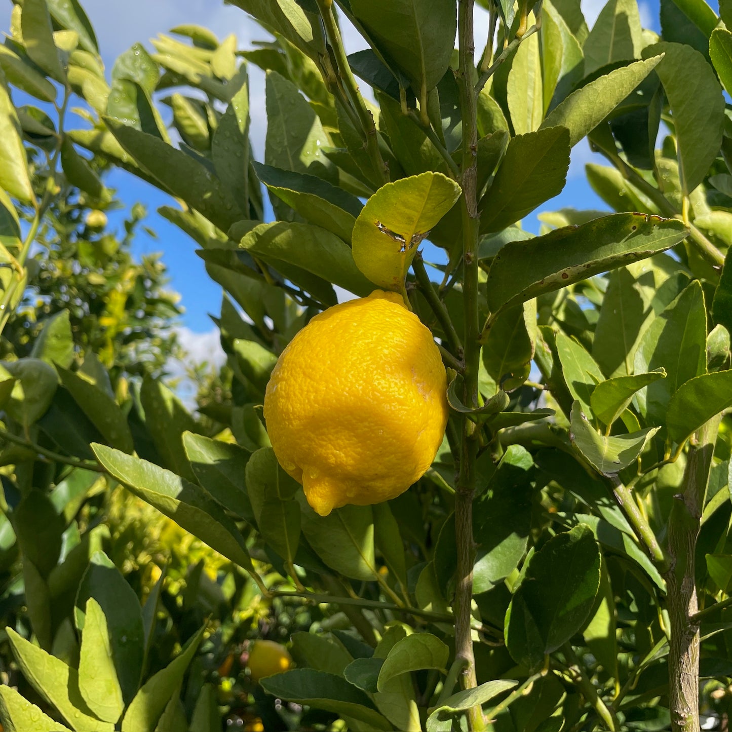 Lime Tree - Persian Lemon