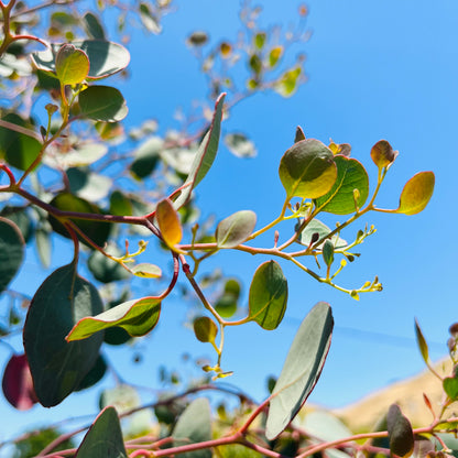 Eucalyptus-Silver Dollar