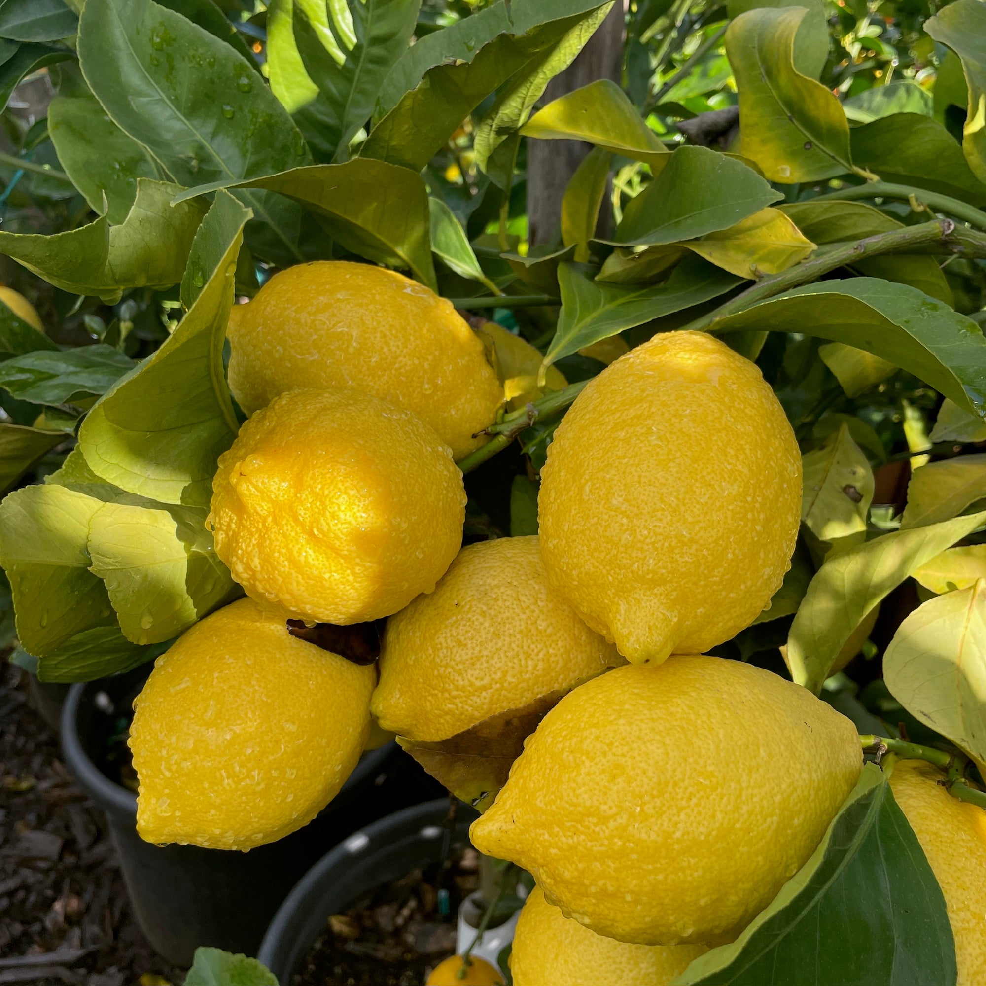 Lisbon Lemon