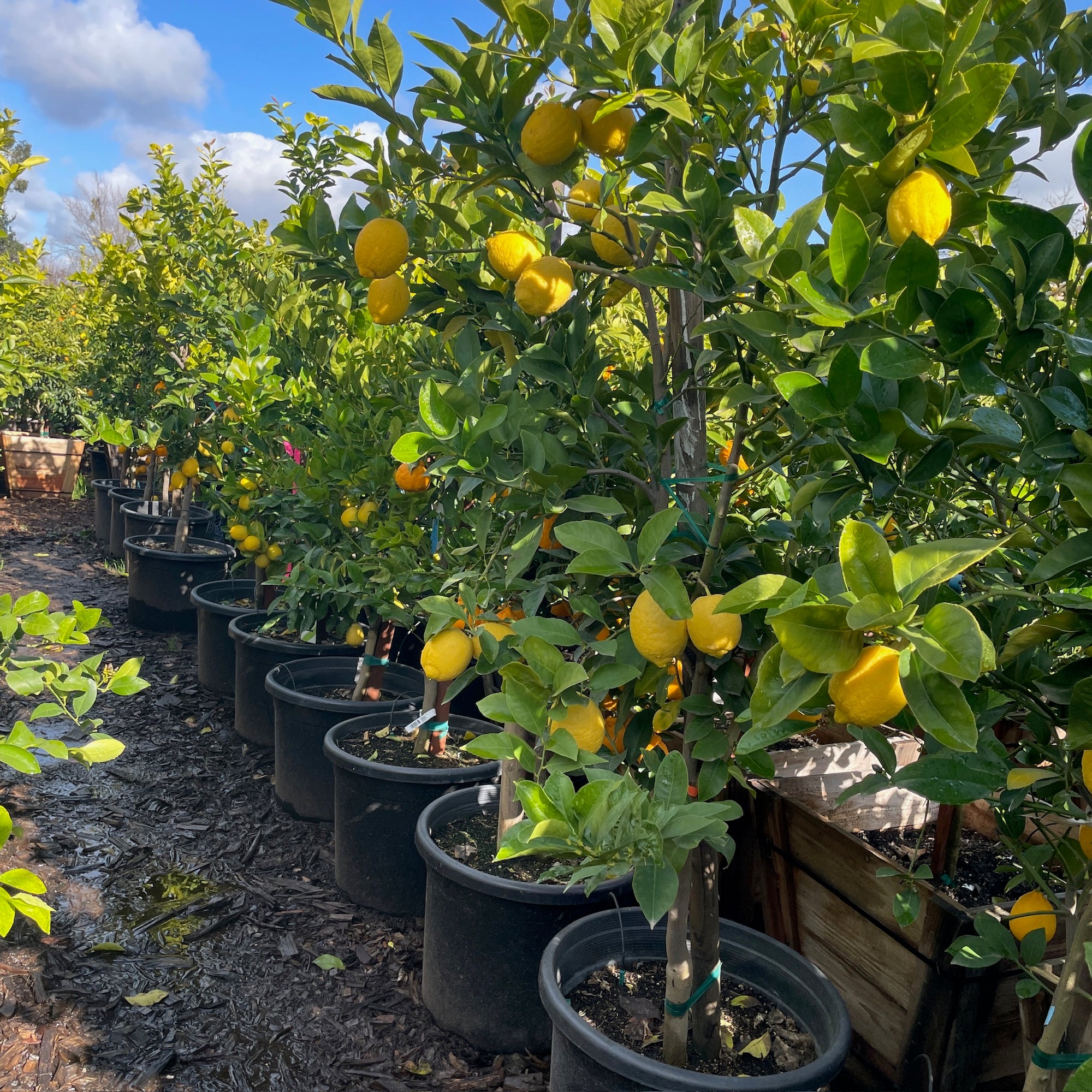 Lisbon Lemon
