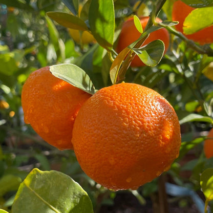 Orange Tree - Tango Orange