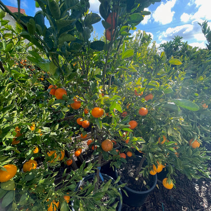 Orange Tree - Tango Orange