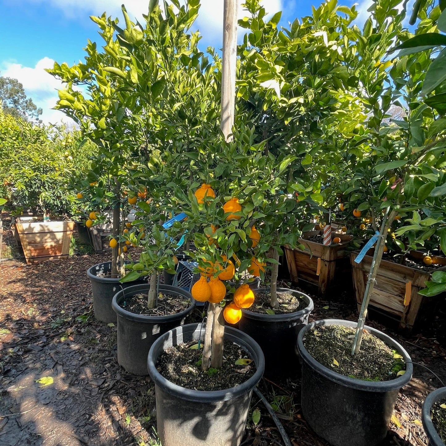 Citrus Trees - Ugly Orange