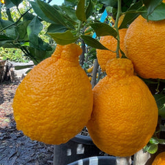 柑橘树-丑橘·丑柑