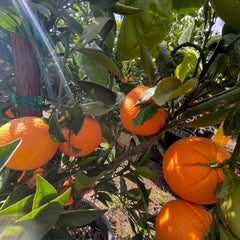 橙子树-脐橙·华盛顿橙