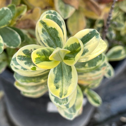 Long-step flower-variegated purple flower