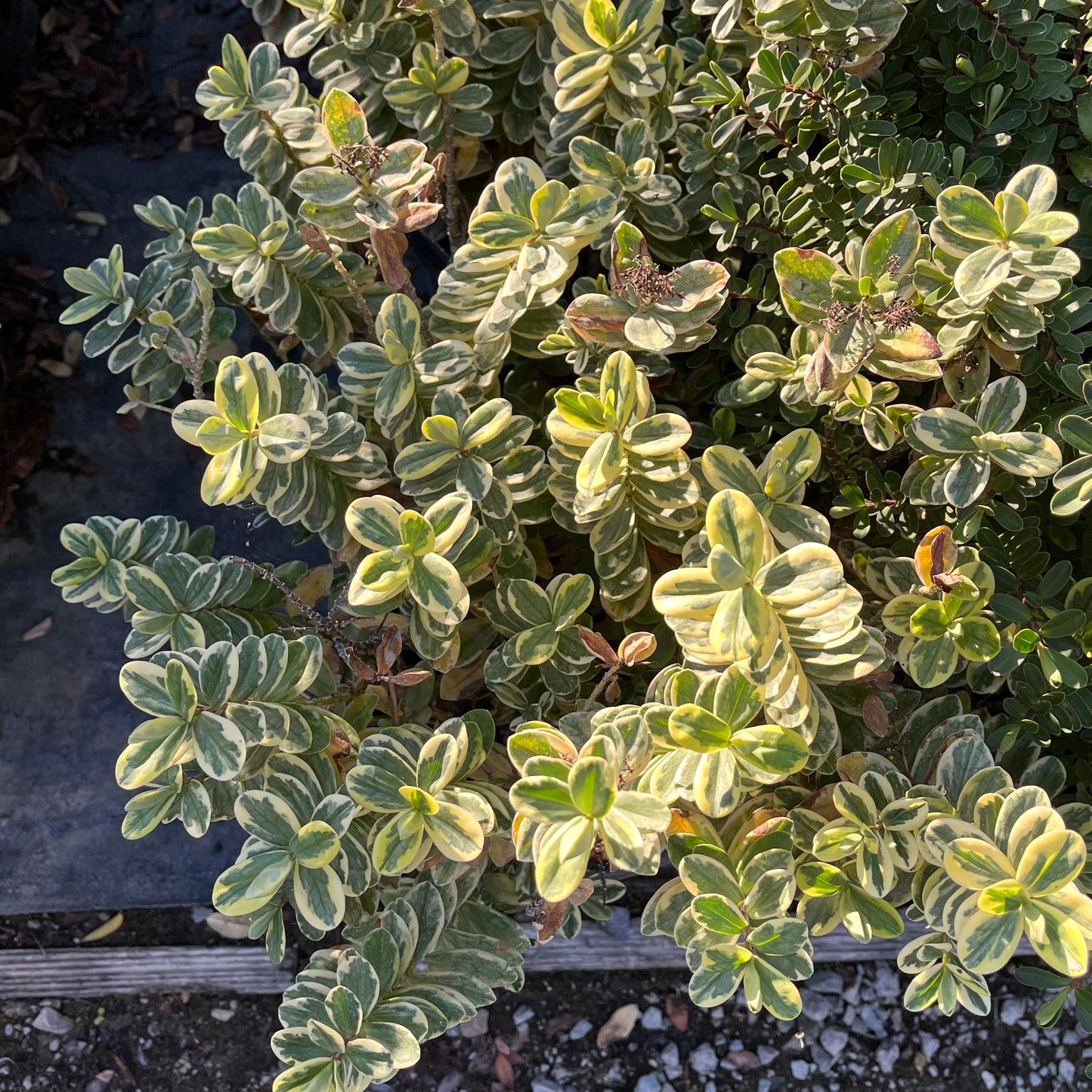 Long-step flower-variegated purple flower