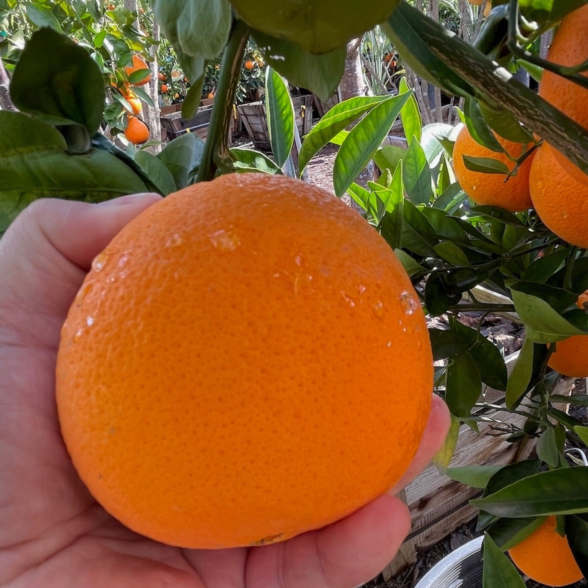 Orange Tree - Washington Navel Orange