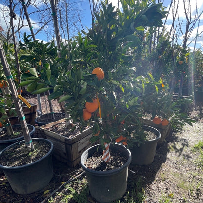 Orange Tree - Washington Navel Orange