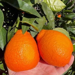 柑橘树-橘柚