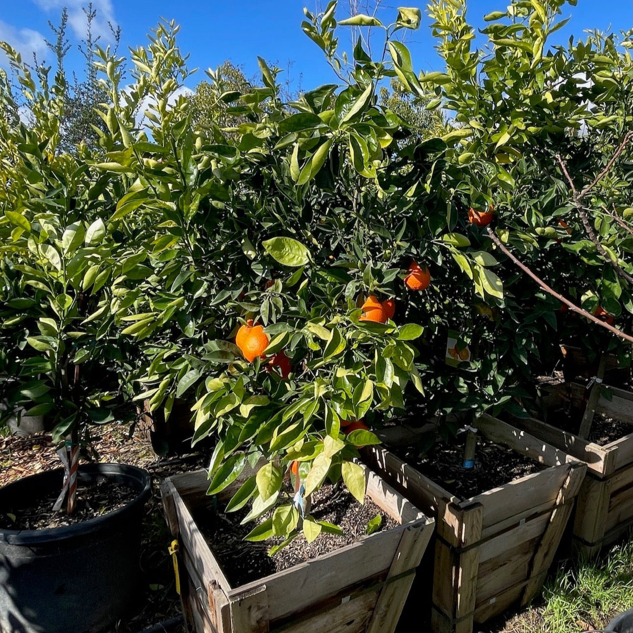 Minneola Tangelo、Honeybell orange