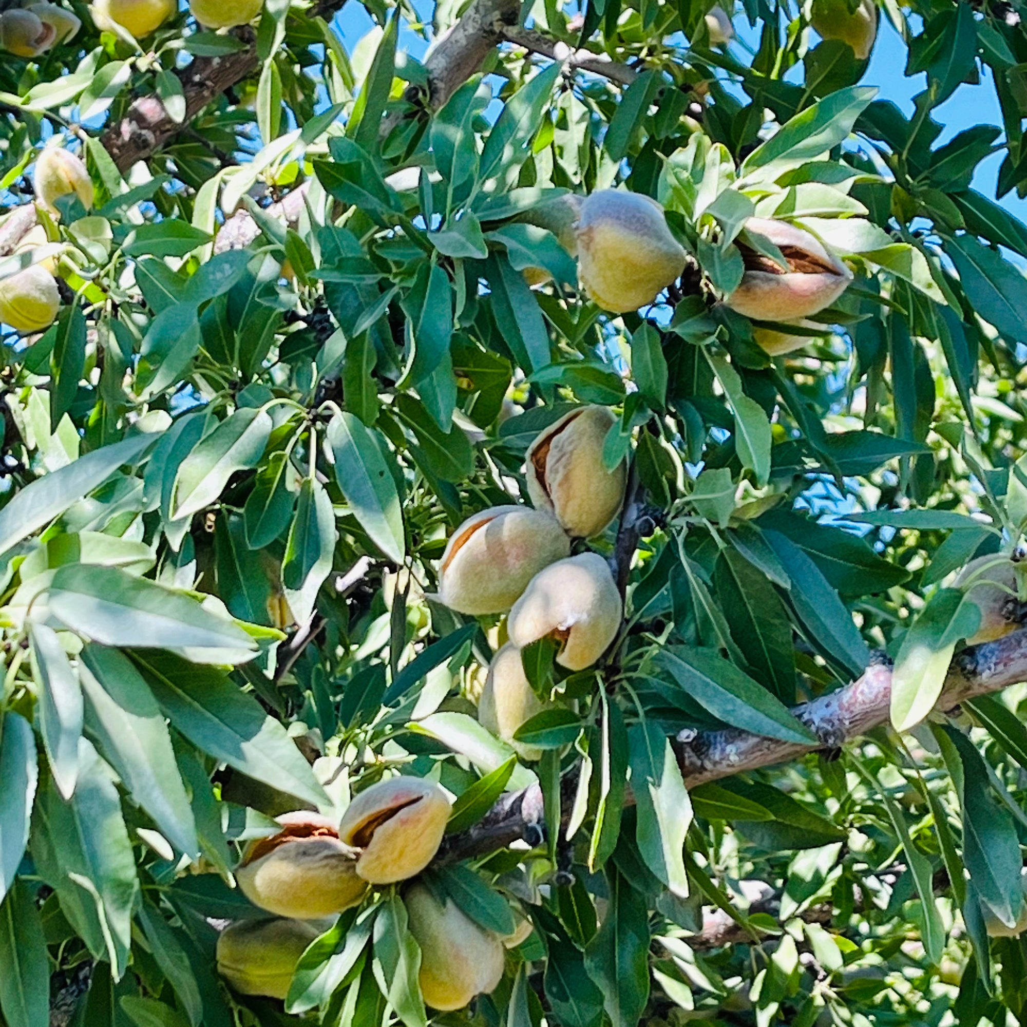 All-In-One Almond