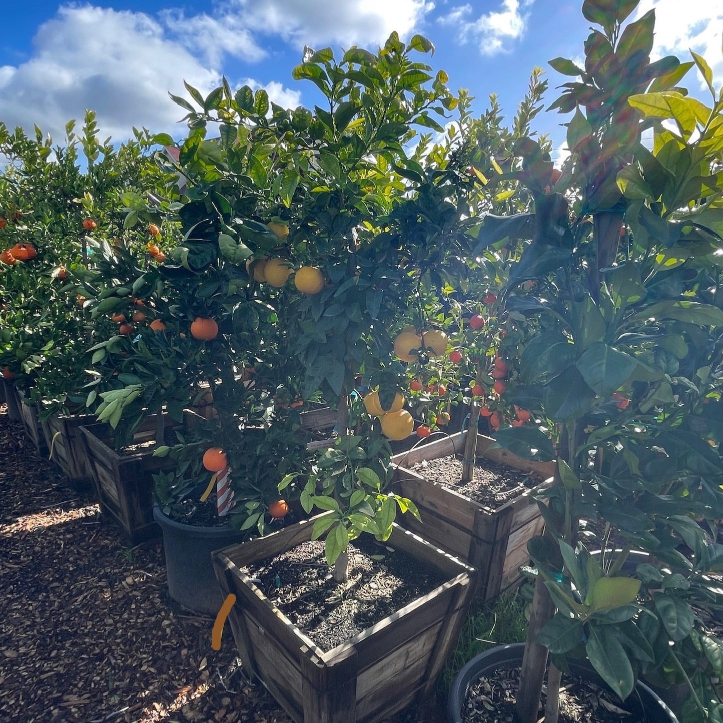 Grapefruit Tree-Star Ruby