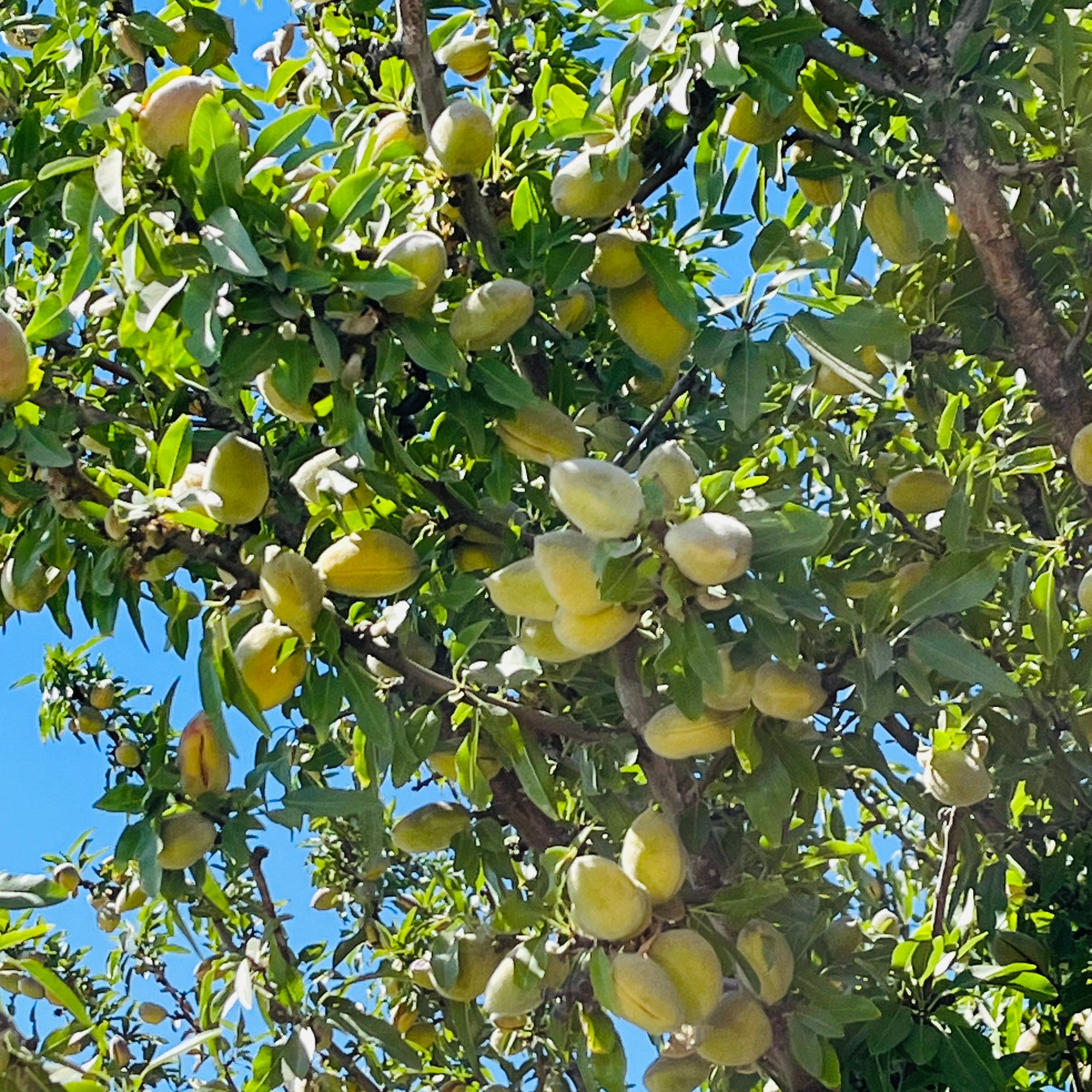 All-In-One Almond