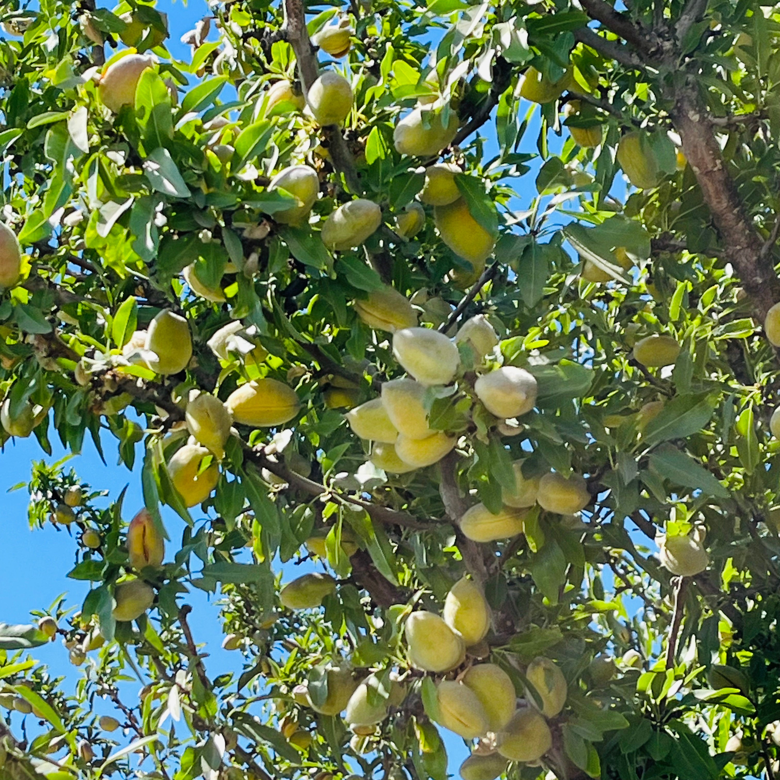 All-In-One Almond