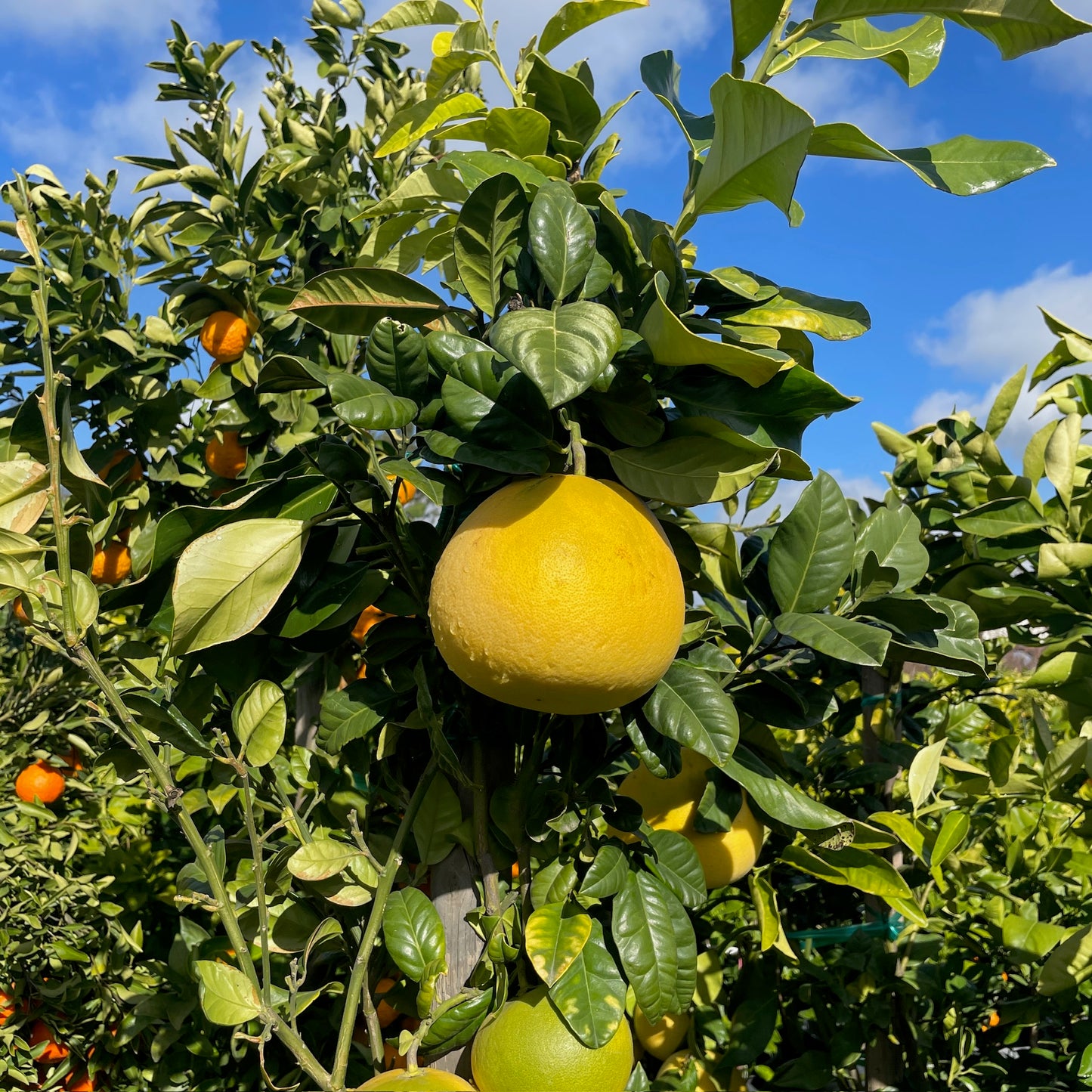 Grapefruit Tree - Chandler Grapefruit