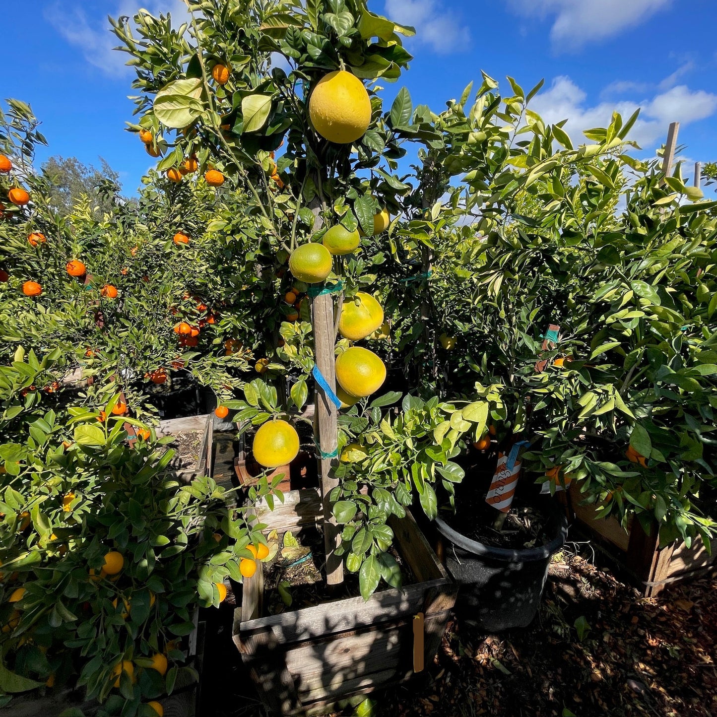 Grapefruit Tree - Chandler Grapefruit