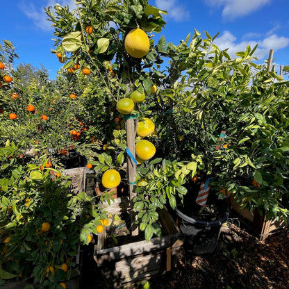 Grapefruit Tree - Chandler Grapefruit