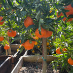 Dancy Tangerine