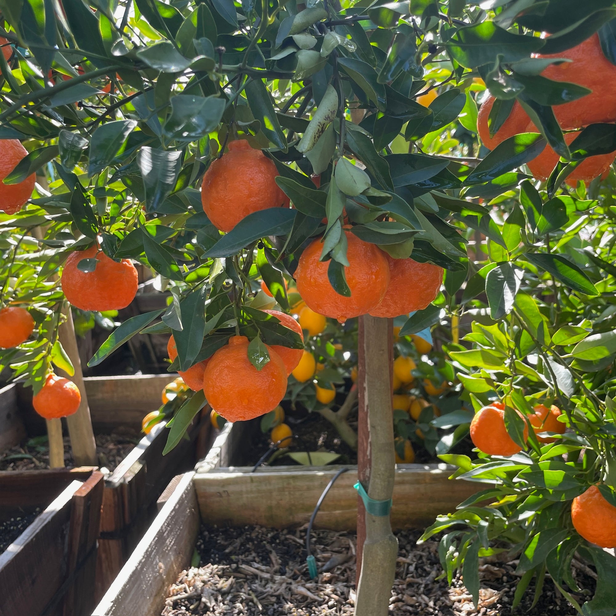 Dancy Tangerine