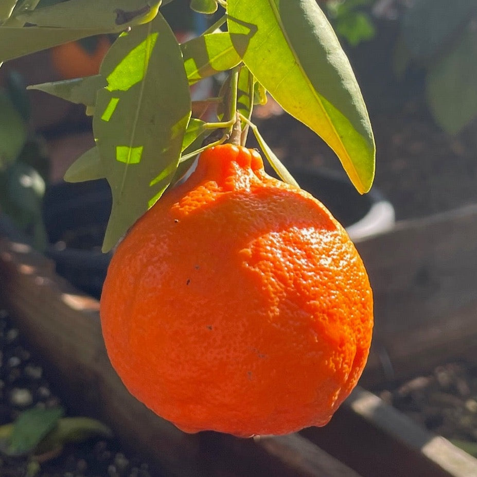 Dancy Tangerine