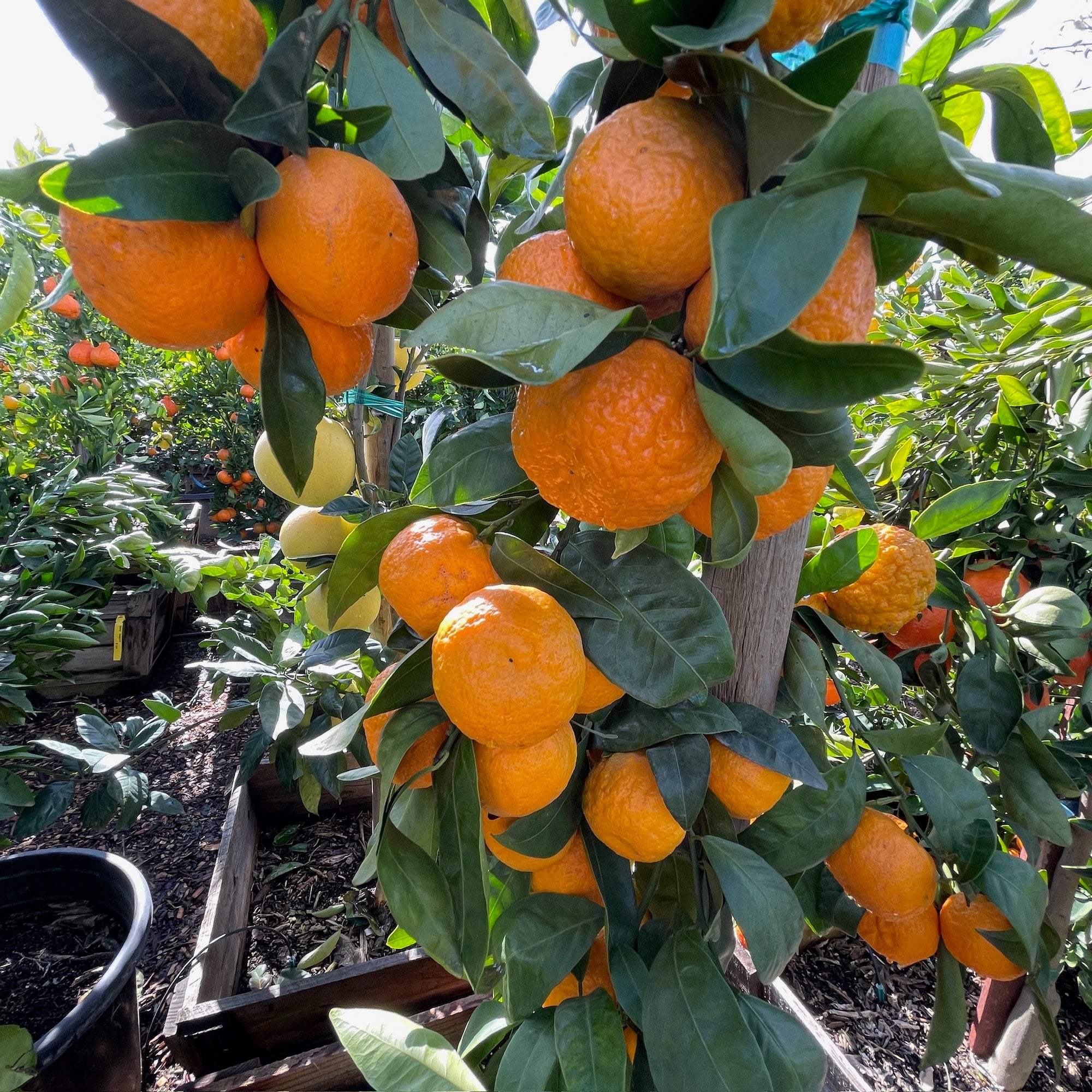 Gold Nugget Mandarin