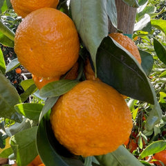 柑橘树-金块桔