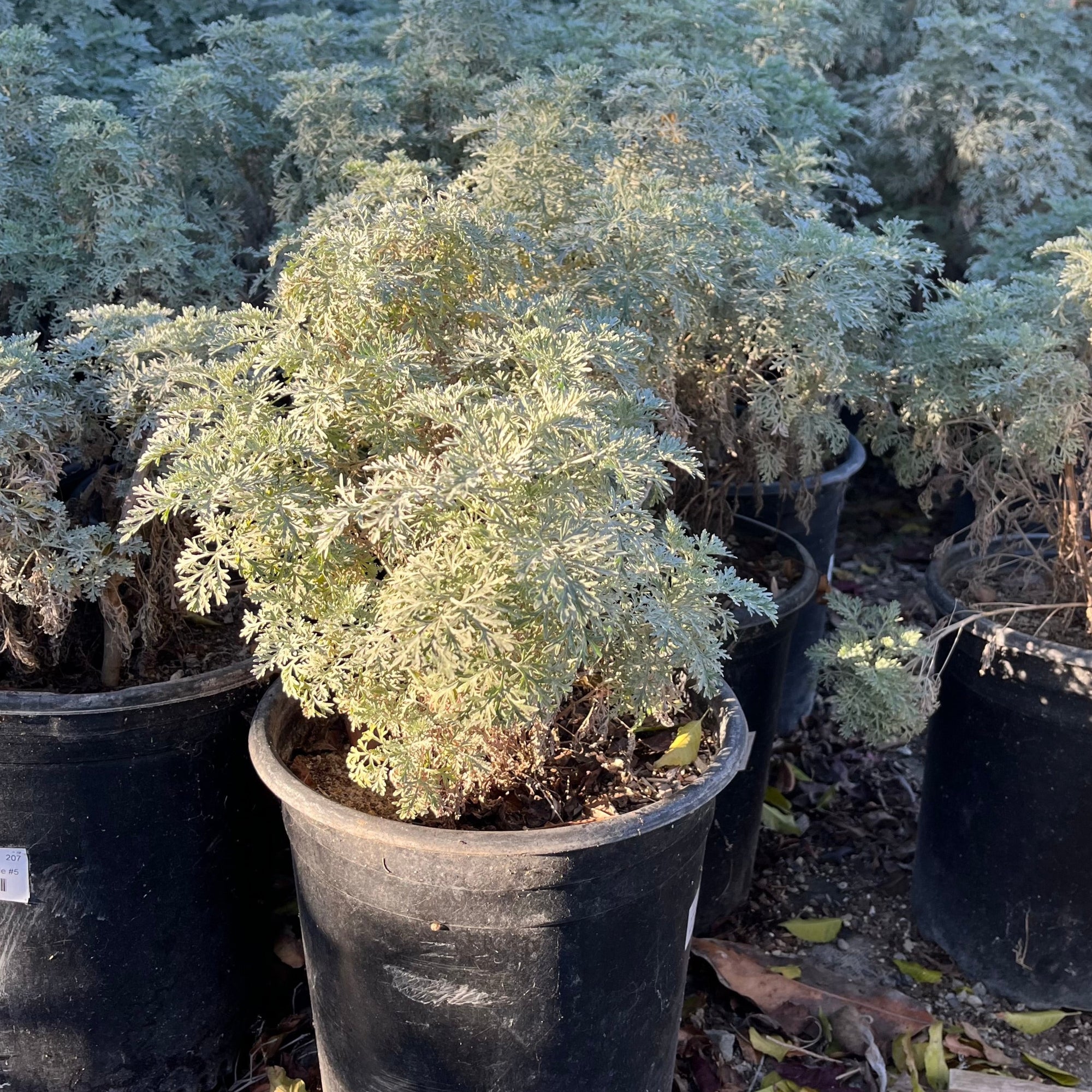 Asteraceae-Silver Artemisia