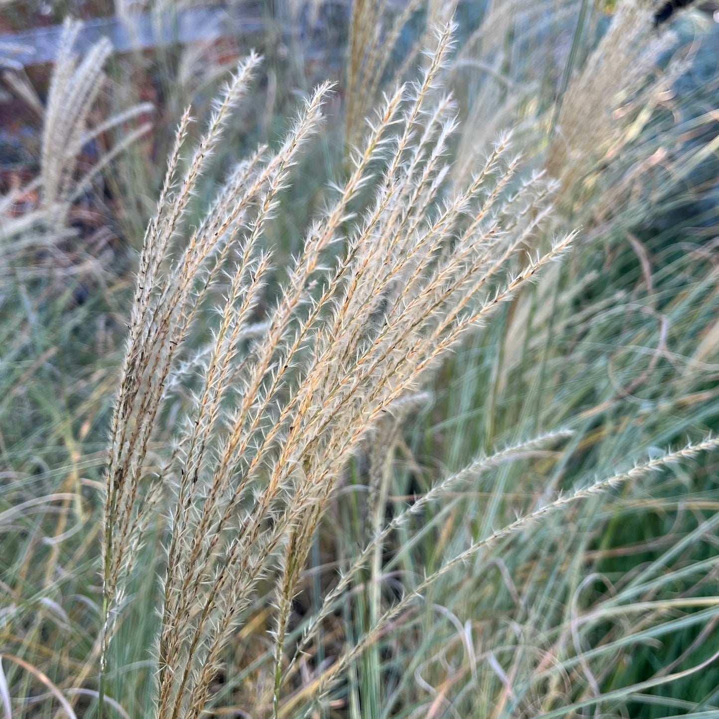 草生植物-晨光芒草