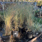 Morning Maiden Grass