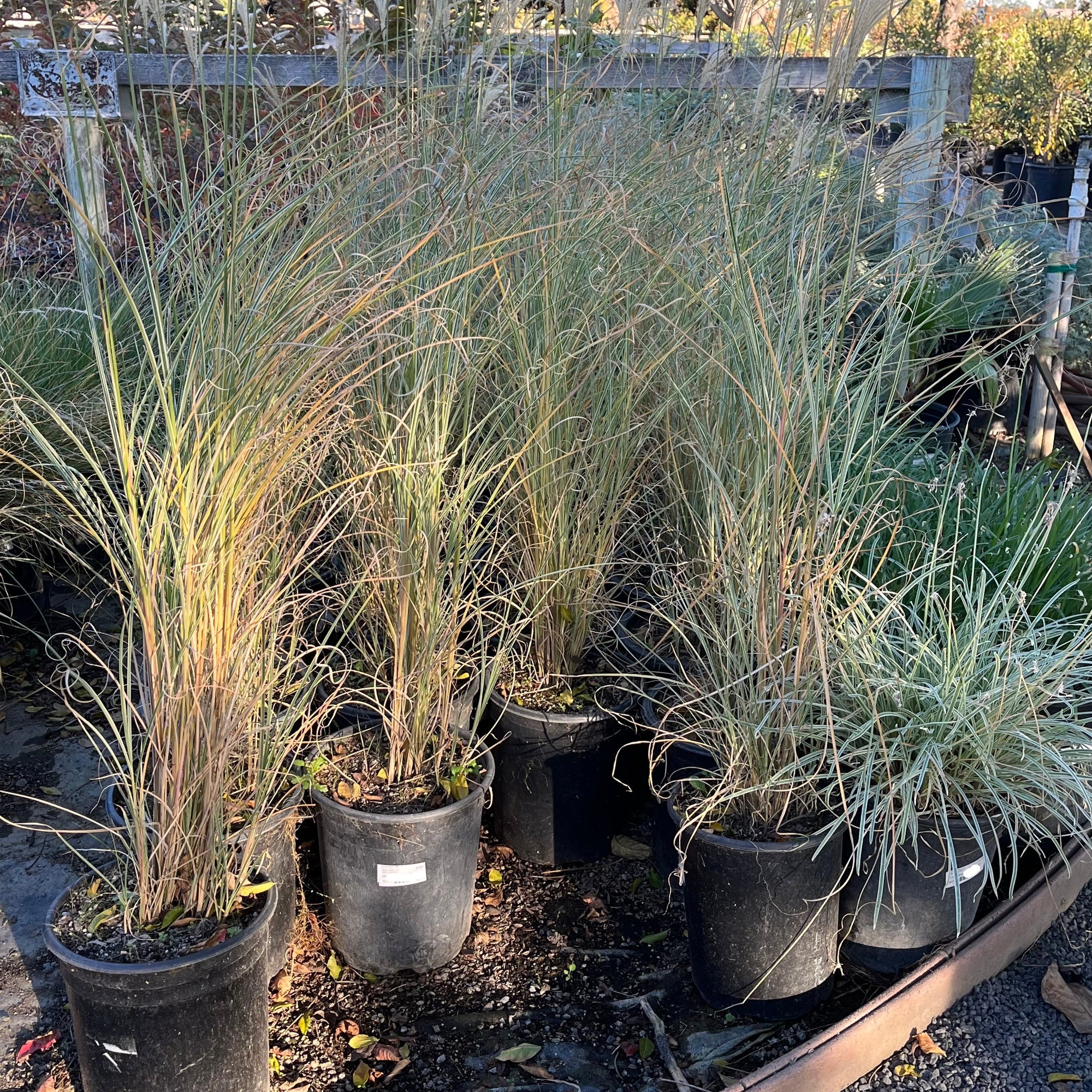 Morning Maiden Grass