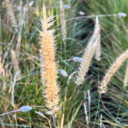 Grass-Fairy Tail Fountain Grass