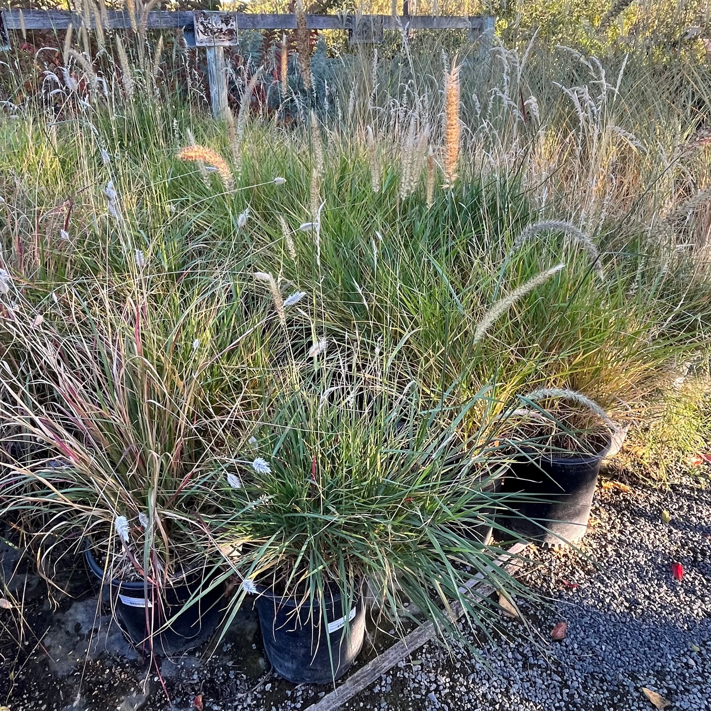 Grass-Fairy Tail Fountain Grass