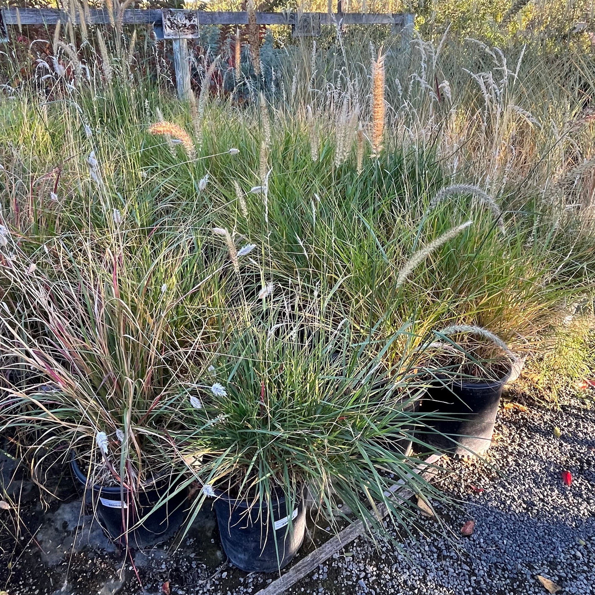 Fairy Tails Fountain Grass