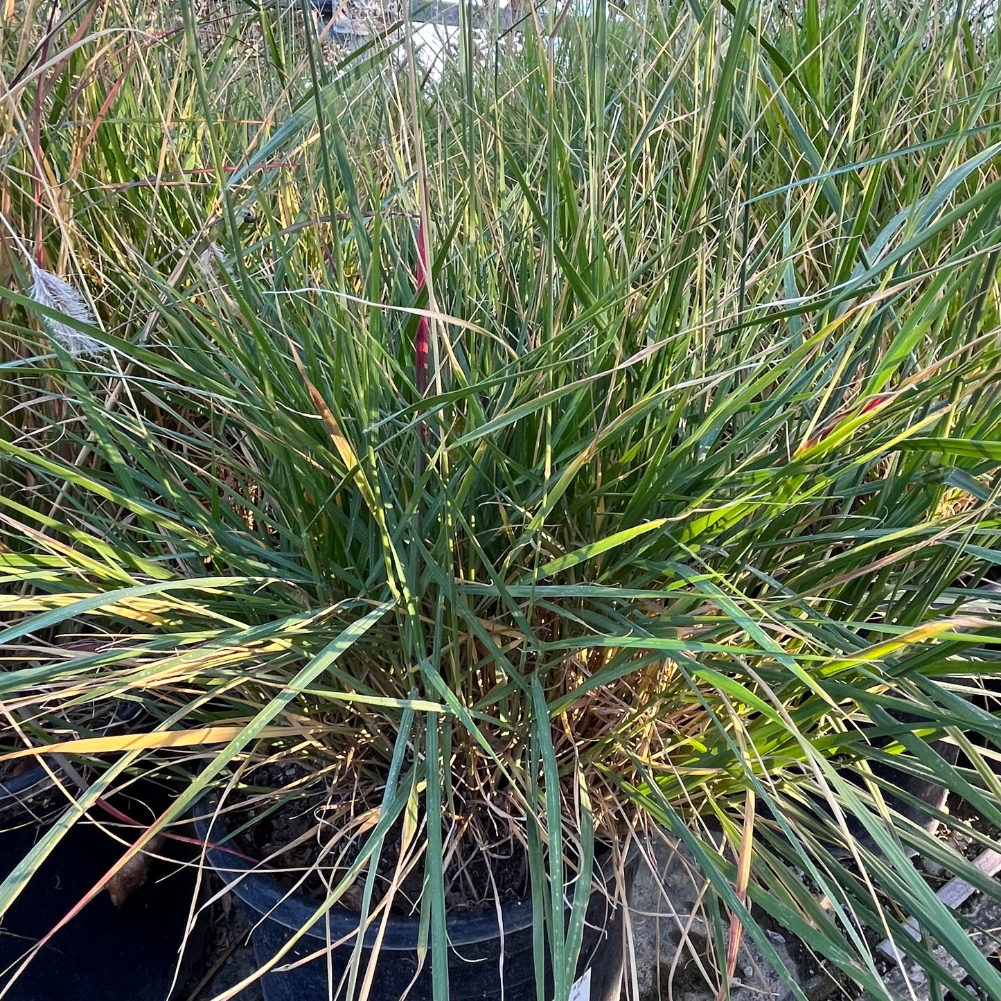 Grass-Fairy Tail Fountain Grass