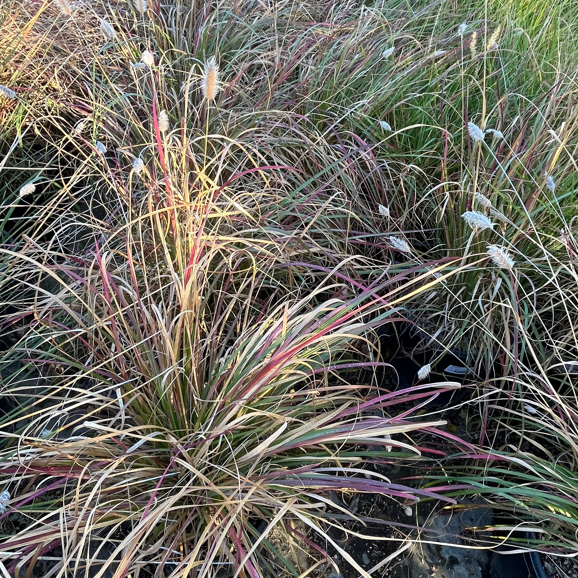 Pennisetum Bunny Tails