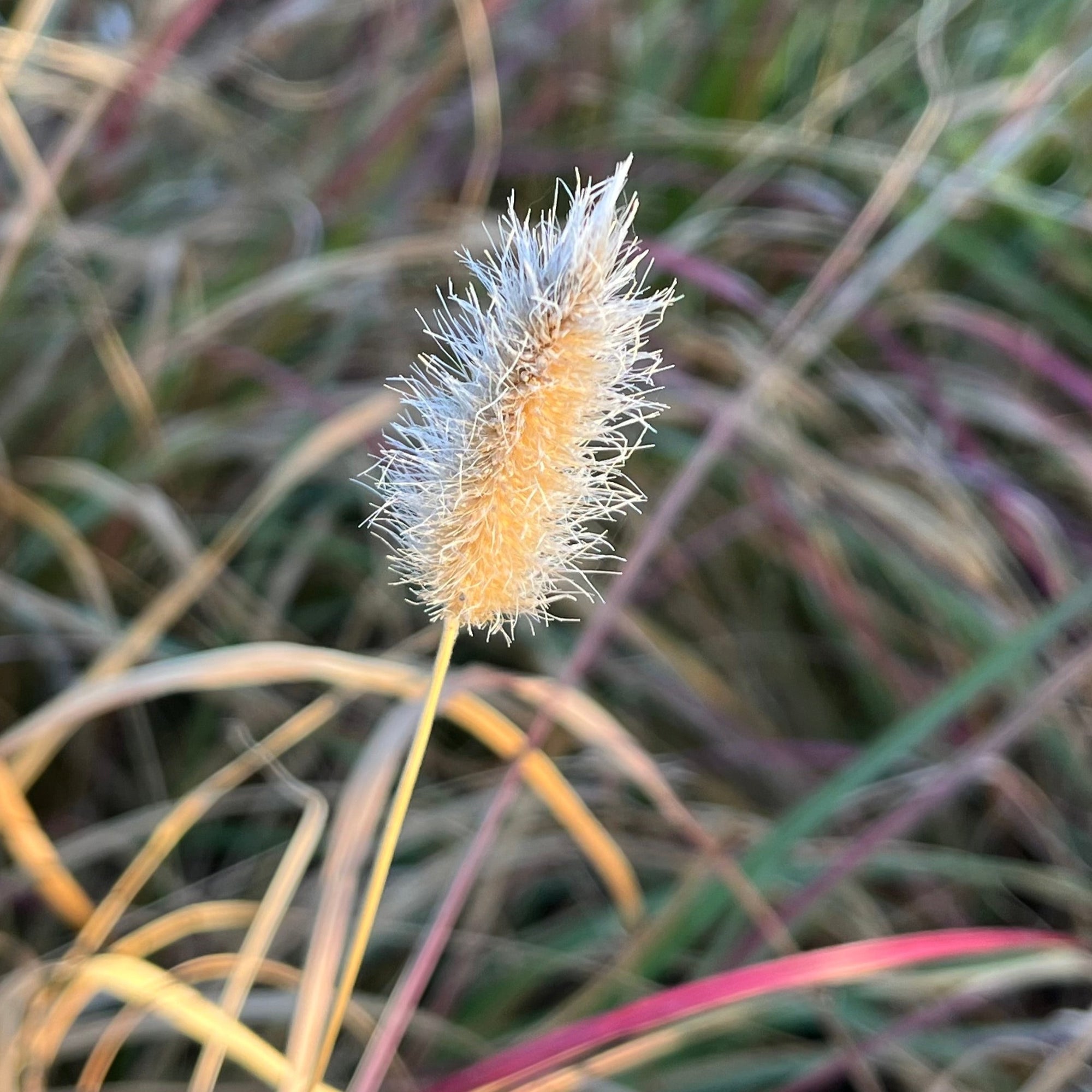 Pennisetum Bunny Tails