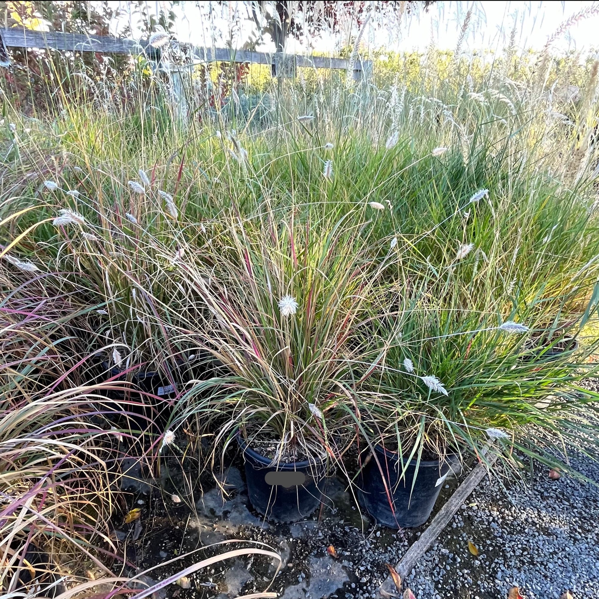 Pennisetum Bunny Tails