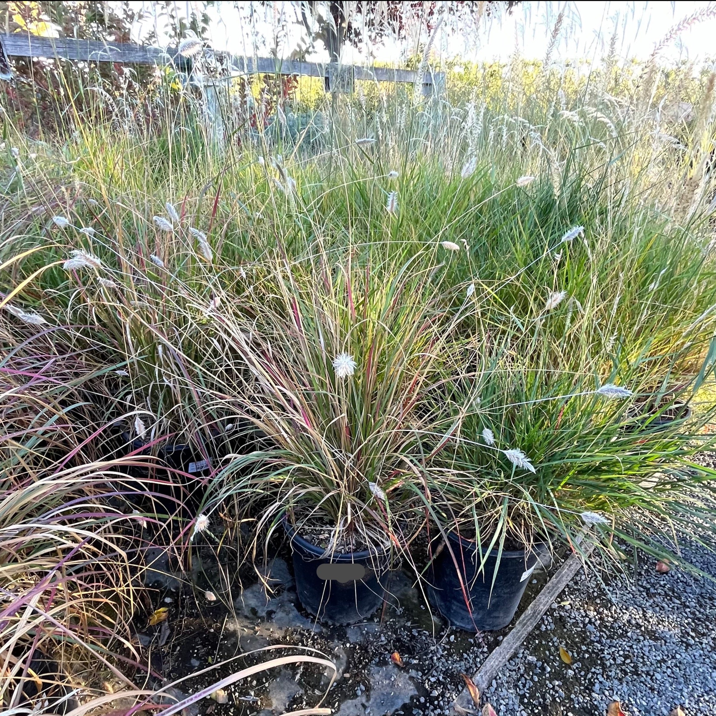 兔尾草