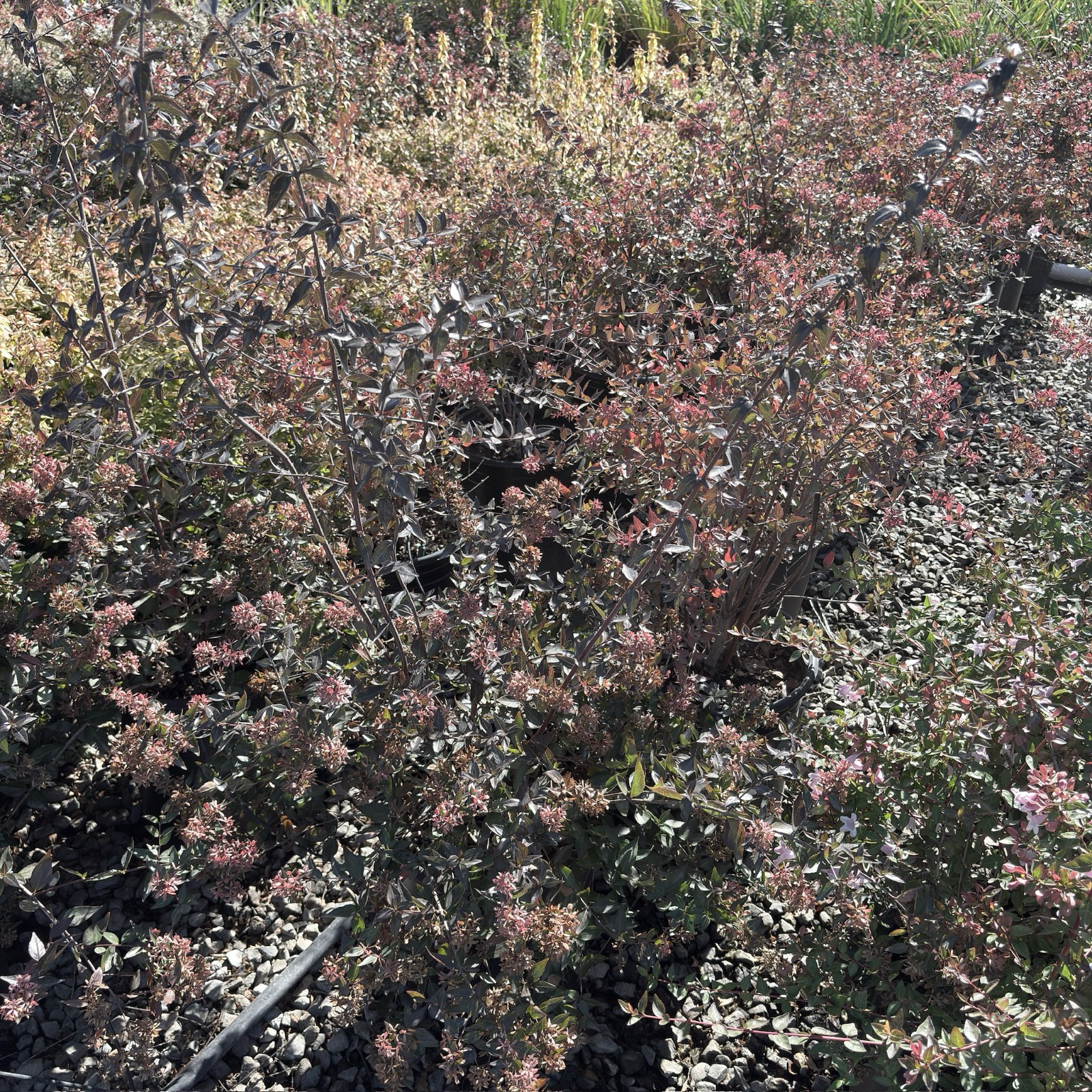 Kaleidoscope Glossy Abelia