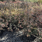 Kaleidoscope Glossy Abelia